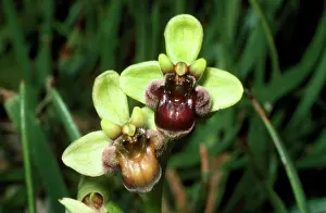 Bumble: Bumblebee / Bumble-bee Orchid