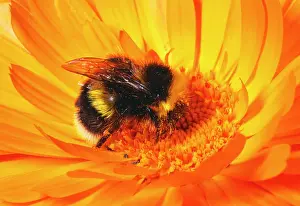 Bumblebees: BUMBLEBEE - collecting pollen