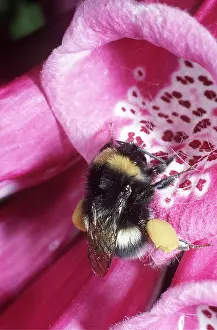 Foxglove: BUMBLEBEE - collecting pollen from foxglove showing
