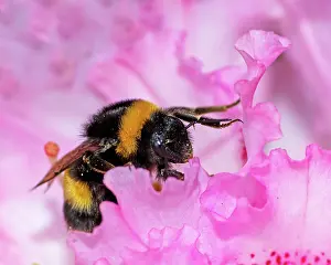 Pollinate: Bumblebee collecting pollen at a pink rhododendron blossom