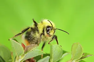 Cotoneaster: Bumblebee - on cotoneaster leaves