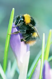 Crocuses: BUMBLEBEE - on crocus flower