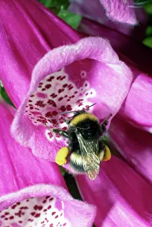 Bumblebees: Bumblebee - entering foxglove flower - pollination