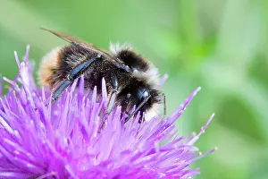 Bumblebees: Bumblebee - feeding on Black Knapweed flower in a meadow