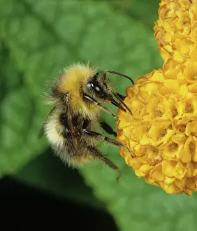 Bombus: Bumblebee feeding on Buddleia