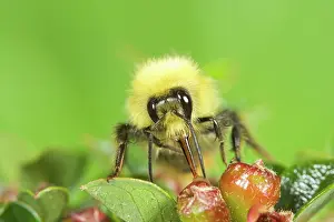 Cotoneaster: Bumblebee - feeding from cotoneaster flowers