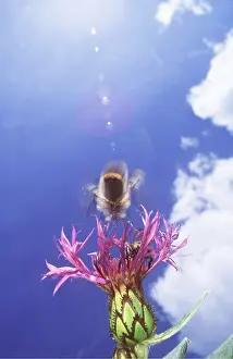 Rays: BUMBLEBEE - In flight at Cornflower