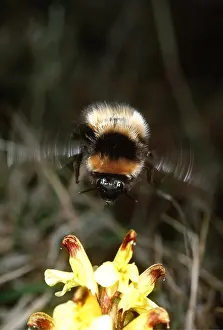 Andrey Zvoznikov: BUMBLEBEE - In flight over Flowering Pedicularis