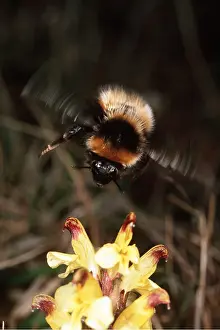Andrey Zvoznikov: BUMBLEBEE - IN FLIGHT over flowering Pedicularis oederi