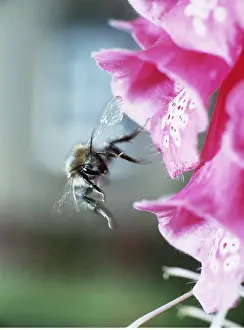 Foxglove: BUMBLEBEE - in flight, by foxglove