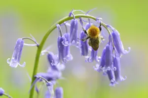 Nectar: Bumblebee on a flower meadow of bluebells France