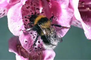 Ian Beames: BUMBLEBEE ON FOXGLOVE