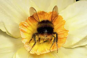 Bumblebees: BUMBLEBEE - Gathering pollen in Daffodil flower
