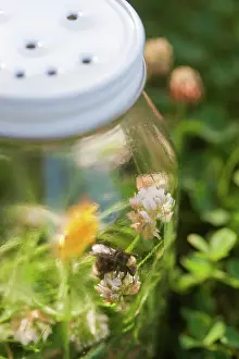 Trapped: Bumblebee in glass jar