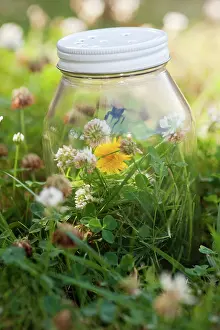 Trapped: Bumblebee in glass jar