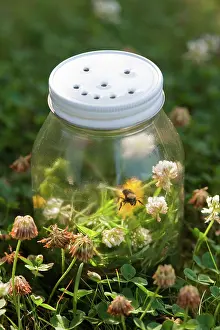 Trapped: Bumblebee in glass jar