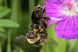 Hoverflies: Bumblebee Hoverflies (Volucella bombylans), animal