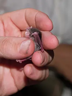 Nosed: Bumblebee / Kitti's Hog Nosed Bat - being handled