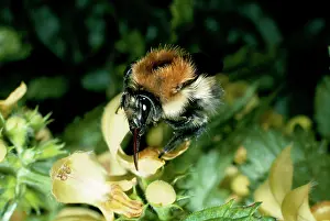 Carder: BUMBLEBEE / Moss Carder Bee - at flower, pollination