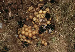 Bumblebees: Bumblebee Nest