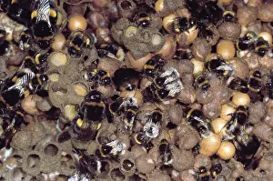 Bumblebees: Bumblebee - Nest