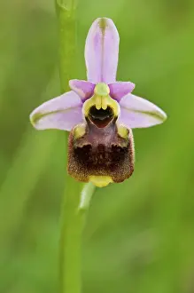 Ophrys: Bumblebee Orchid
