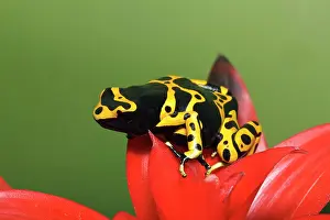 Leucomela: Bumblebee Poison Frog, aka Yellow-Banded