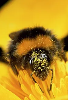 Bumblebees: Bumblebee - with pollen