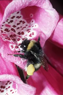 Clump: BUMBLEBEE - pollinating foxglove, clump of pollen