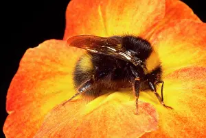 Bumblebees: Bumblebee - on Primula flower