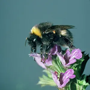 Mites: Bumblebee - showing parasitic mite