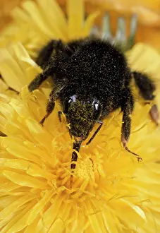 Bumblebees: BUMBLEBEE - shows long tongue/proboscis