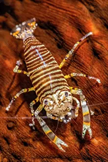 Argus: Bumblebee shrimp (Gnathophyllum americanum) on Leopard