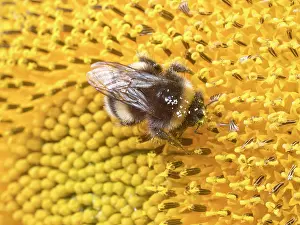Bumblebee: Bumblebee on sunflower - UK