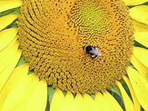 Bumblebee: Bumblebee on sunflower - UK