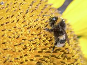 Bumblebee: Bumblebee on sunflower - UK