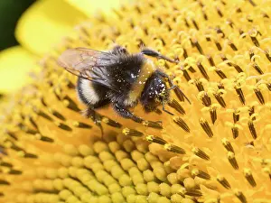 Bumblebee: Bumblebee on sunflower - UK