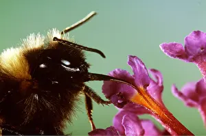 Bumblebee: BUMBLEBEE - TONGUE IN FLOWER, drinking nectar