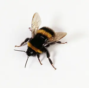 Lapponicus: BUMBLEBEE - with white background