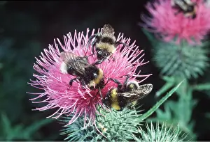 Bumblebee: BUMBLEBEES - 3 on Spear Thistle