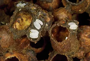 Bumblebees: Bumblebee's Nest - cells exposed to show eggs