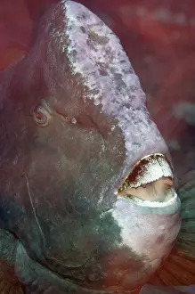 Muricatum: Bumphead Parrotfish