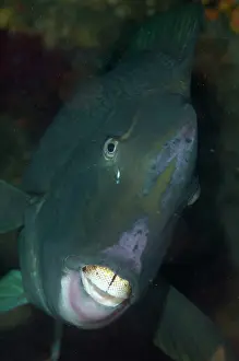 Muricatum: Bumphead Parrotfish