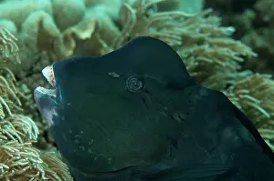 Fiabacet: Bumphead Parrotfish