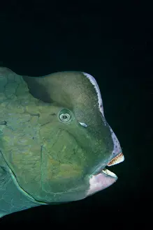 Scaridae: Bumphead Parrotfish