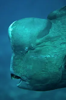 Papua: Bumphead Parrotfish