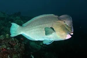 Scaridae: Bumphead Parrotfish