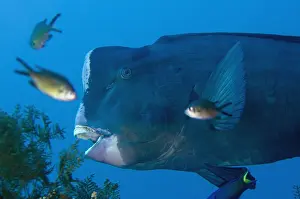 030518: Bumphead Parrotfish - with Damselfish - Liberty