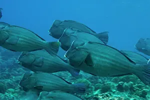 Muricatum: Bumphead Parrotfish - school