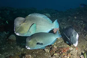 161018: Bumphead Parrotfish - USAT (US Army Transport) Liberty